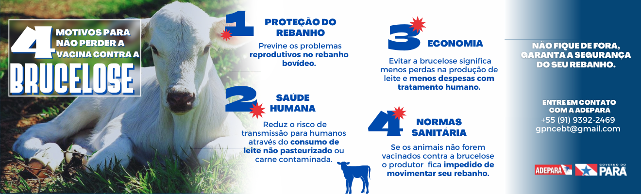 Banner com imagem de bezerra à esquerda e os 4 motivos para vacinar contra a Brucelose