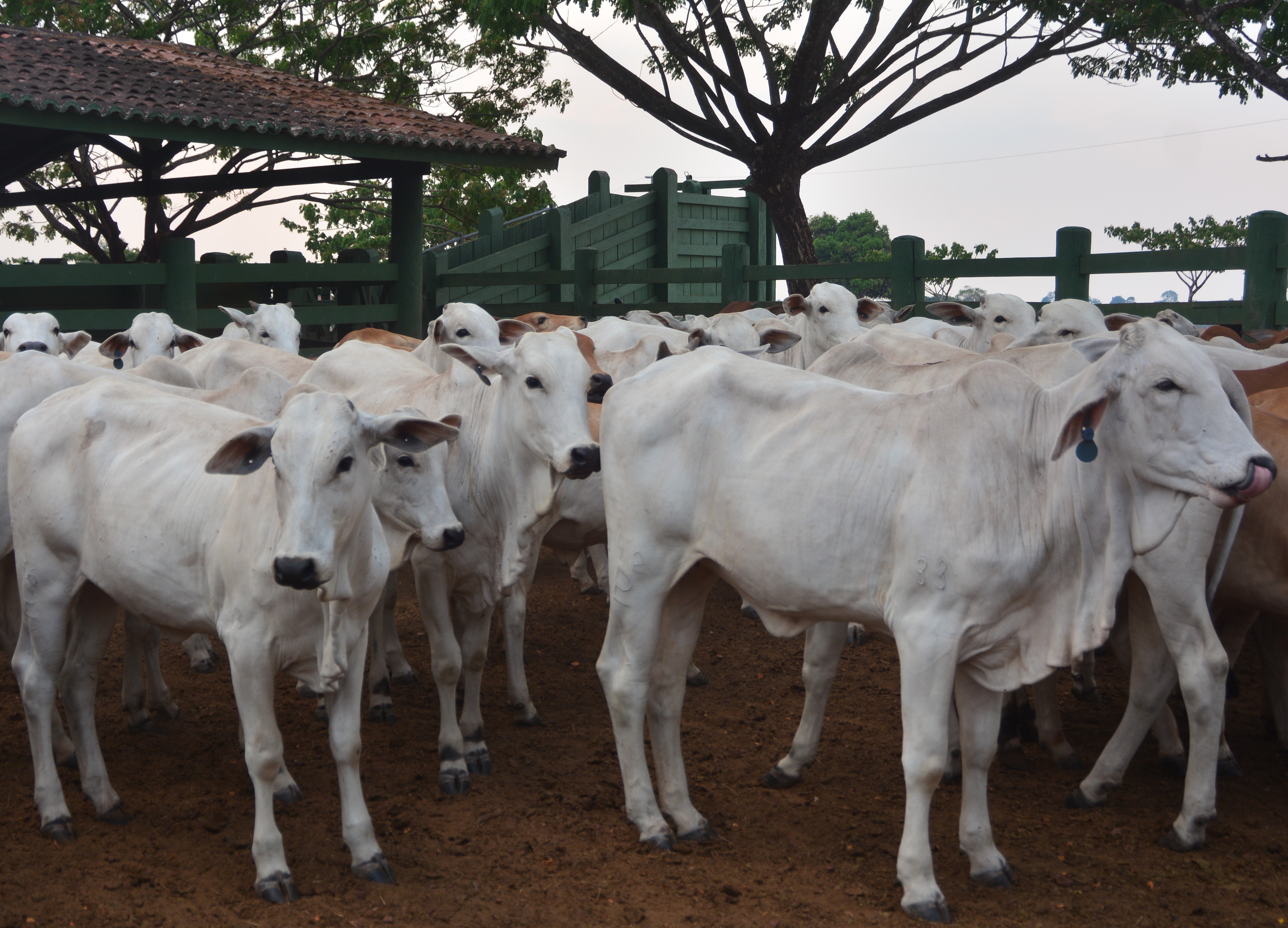 Veterinários da ADEPARÁ são repsonsáveis pela sanidade do segundo maior rebanho do país